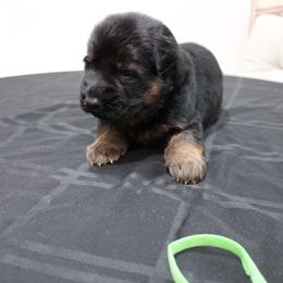 German Shepherd Puppies from Rodney Aguirre
