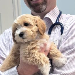 Georgie - Apricot male Maltipoo puppy in West Jordan, Utah from Mid Sized Maltipoos and More LLC
