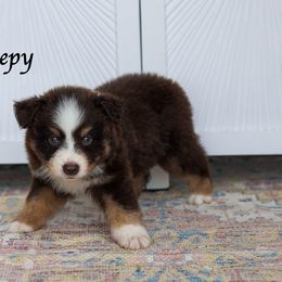 Sleepy - Red tri male Miniature Australian Shepherd puppy in Prague, Oklahoma from Clay Creek Aussies