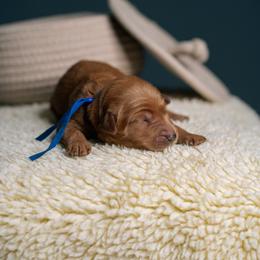 Hunter - Red  male Goldendoodle puppy in Duncan, South Carolina from Abner Creek Poodles & Doodles