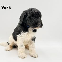 York - Phantom male Goldendoodle puppy in Milford, Pennsylvania from Doodles Are Golden