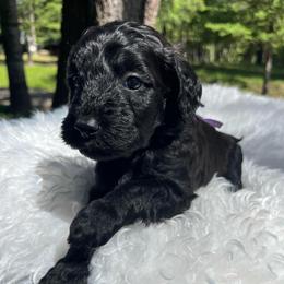 Pepper - Black and white female Aussiedoodle puppy in Clarkston, Washington from Doodle & Poodle Palace