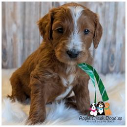 SUTTON - - Red  male Goldendoodle puppy in Jeddo, Michigan from Apple Creek Doodles