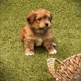 Rocket - Red sable male Havanese puppy in Salt Lake City, Utah from Steal Your Heart Havanese