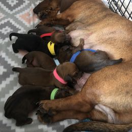 Dachshund puppies from Carmen Coon's Dachshunds