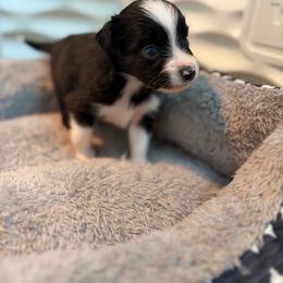 Black tri - Black tri male Miniature American Shepherd puppy in Osco, Illinois from Sonnenhügel Kennel, LLC