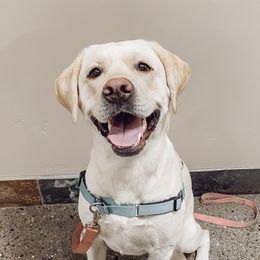 Willow - Labrador Retriever