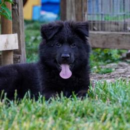 Pink collar - Black female German Shepherd puppy in Howell, Michigan from Sheyenne’s Shepherds