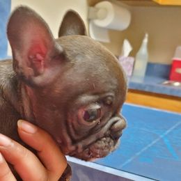 French Bulldogs from Sal-Rod Texas Frenchies