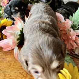 Dachshund Puppies from GypsyDox