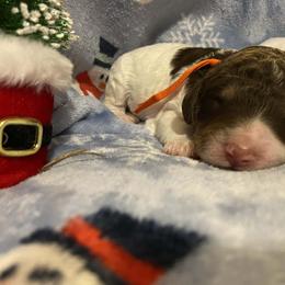 Rudolph - Parti male Goldendoodle puppy in Orange Park, Florida from Evergrace Farm Doodles