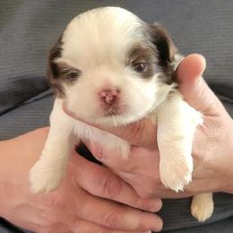 Maddox - Liver and white male Shih Tzu puppy in Parma, Ohio from D's DeVine Shih-Tzu