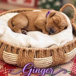 Ginger - Dark golden female Golden Retriever puppy in San Bernardino, California from Thegoldendreams1