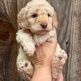 Purple Collar Girl - Cream female Goldendoodle puppy in San Augustine, Texas from Vintage Doodles