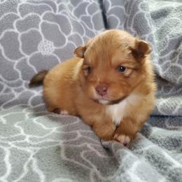 Companion Cross, Pomeranian, and Sheepadoodle Puppies from Fluffy Wonders Poms and Doodles