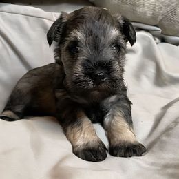 Salty - Salt and pepper female Miniature Schnauzer puppy in Ferndale, Washington from Blackhorse Schnauzers Washington state
