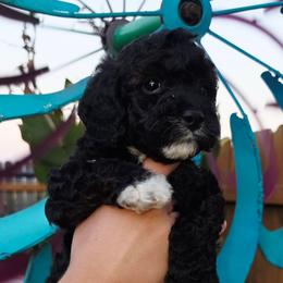 Olaf - Black and white male Cockapoo puppy in Indiahoma, Oklahoma from Phamily Doodles