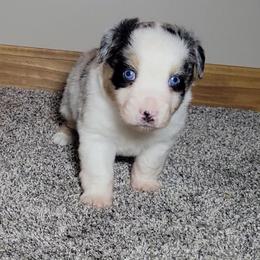 Meeko - Blue merle male Miniature Australian Shepherd puppy in Sunbury, Pennsylvania from Elemental Mini Aussies