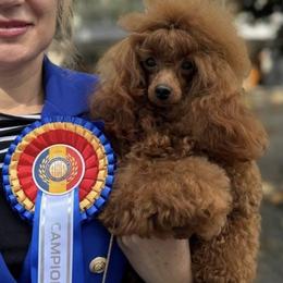 Michael - Vince Of White Diamond Sofia - Poodle