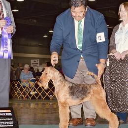 Airedale Terriers from Grateful Aire