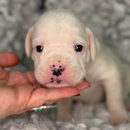 Queen of Hearts - White female Boxer puppy in Russellville, Missouri from Soaring Royalty Canines LLC