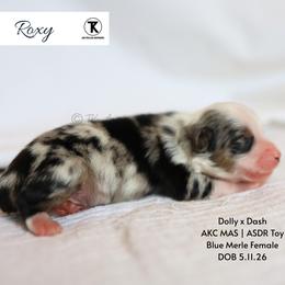 Roxy -BMF1 - Blue merle female Toy Australian Shepherd puppy in Nacogdoches, Texas from TK Standard, Mini, & Toy Aussies