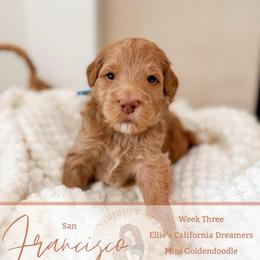 Cisco - Apricot male Goldendoodle puppy in California City, California from Summer Sun Doodles