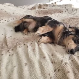 Dachshund Puppies from Em-Me's Royal 'n Loyal Dachshunds