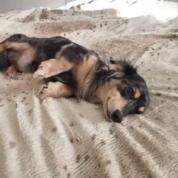 Dachshund Puppies from Em-Me's Royal 'n Loyal Dachshunds