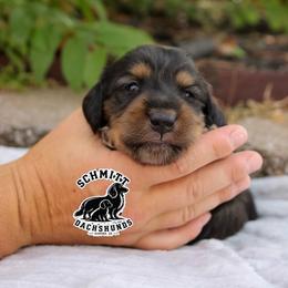 Wendy - Black and tan female Dachshund puppy in Ramona, Oklahoma from Schmitt Dachshunds