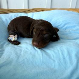 Mocha - Chocolate and tan female Dachshund puppy in Cave City, Kentucky from Mammoth Cave Dachshunds