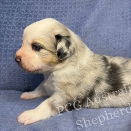 Australian Shepherd Puppies from PCG Farms
