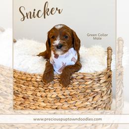 Snicker - Red  male Goldendoodle puppy in Bell Buckle, Tennessee from Precious Puptown Doodles