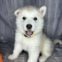 Juno - Gray and white female Alaskan Malamute puppy in Independence, Virginia from New River Valley Malamutes