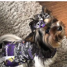 Trixie - Biewer Terrier