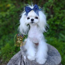 Pippin - Maltese