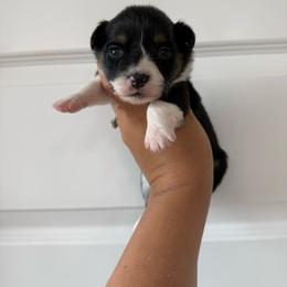 June - Black and tan female Pembroke Welsh Corgi puppy in Red Bluff, California from Wilder Ranch Corgis