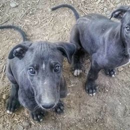Greyhound Puppies from WINDROCK LLC