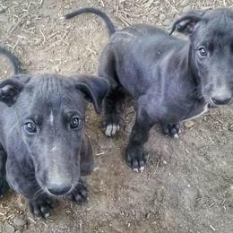 Greyhound Puppies from WINDROCK LLC