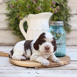 Cow Bell - Tri-Roan female English Springer Spaniel puppy in Henderson County, North Carolina from Roan Creek Kennels