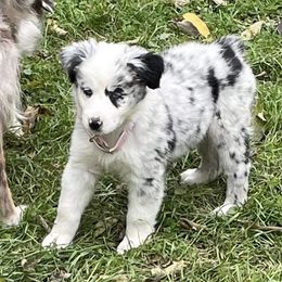 Australian Shepherd Puppies from TK Australian Shepherds