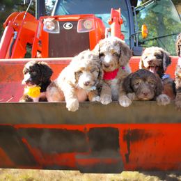 Aussiedoodle Puppies from Gore Doodle Ranch