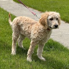 Red Collar - Light golden female Double Doodle puppy in Smiths Creek, Michigan from Dailers Doodles LLC