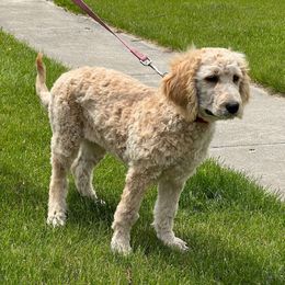 Red Collar - Light golden female Double Doodle puppy in Smiths Creek, Michigan from Dailers Doodles LLC