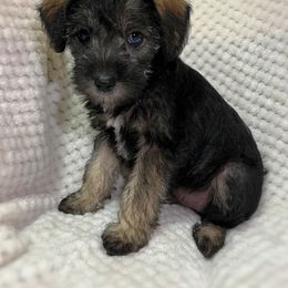 Cockapoos and Schnoodles from Bri & Dar’s Beloved Doodles