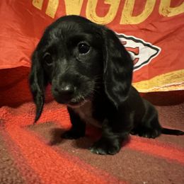 Dachshund Puppies from Abby Stuart
