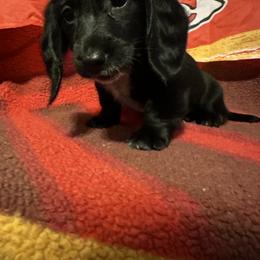 Dachshund Puppies from Abby Stuart
