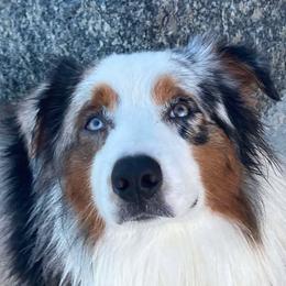 Ardeus - Australian Shepherd