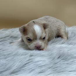 Nez - Merle male Chihuahua puppy in Lee Center, New York from Alfheim-Andromeda Chihuahua's (A &A's)