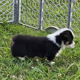 Orzo - Black and tan male Pembroke Welsh Corgi puppy in Rensselaer, Indiana from Sharand MAS and Pembroke Welsh Corgis